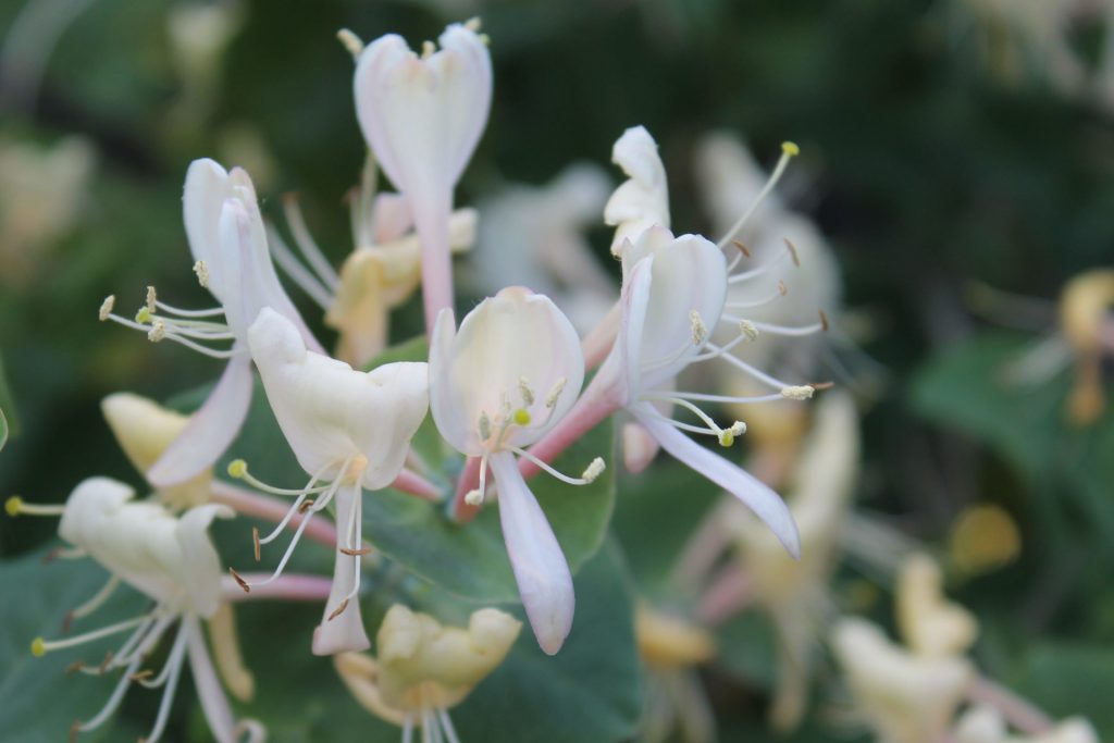 What to Plant Along a Fence (40 Ideas) Happily Outside